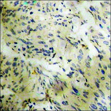 Anti-phospho-Stathmin 1 (pSer24) antibody produced in rabbit affinity isolated antibody