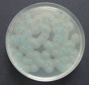 ChromoCult&#174; Listeria agar (base) acc. OTTAVIANI and AGOSTI ISO 11290, For the isolation and differentiation of Listeria monocytogenes and other Listeria sp.