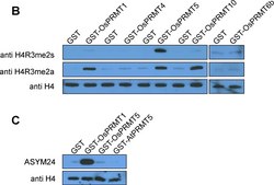 Anti-Histone H4 Antibody Upstate&#174;, from rabbit