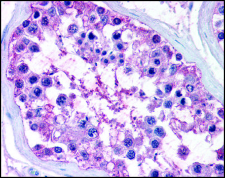 Anti-NR0B1 (AB1) antibody produced in rabbit affinity isolated antibody, buffered aqueous solution