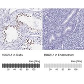 Anti-HDGFL1 antibody produced in rabbit Prestige Antibodies&#174; Powered by Atlas Antibodies, affinity isolated antibody, buffered aqueous glycerol solution