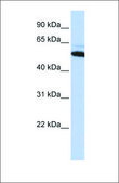 Anti-ATE1 antibody produced in rabbit affinity isolated antibody