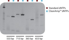 CleanAmp™ dNTP Modified dNTP set for hot-start PCR, 2 μmol of each dNTP
