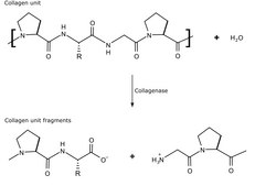 Collagenase from Clostridium histolyticum lyophilized powder, &#8805;125&#160;CDU/mg solid (CDU = collagen digestion units), 0.5-5.0&#160;FALGPA units/mg solid