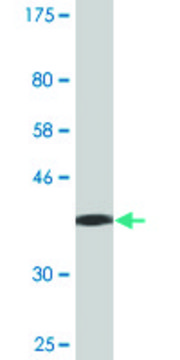 Monoclonal Anti-IFNA13 antibody produced in mouse clone 3F9, purified immunoglobulin, buffered aqueous solution