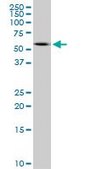 Monoclonal Anti-PRPH antibody produced in mouse clone 3B3, purified immunoglobulin, buffered aqueous solution