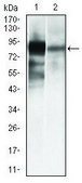 Monoclonal Anti-ALPL antibody produced in mouse clone 2F4, purified immunoglobulin, buffered aqueous solution