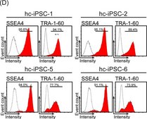 Anti-Stage-Specific Embryonic Antigen-4 Antibody, clone MC-813-70 clone MC-813-70, Chemicon&#174;, from mouse