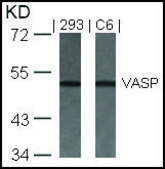 Anti-VASP (Ab-157) antibody produced in rabbit affinity isolated antibody