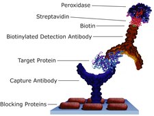 Streptavidin from Streptomyces avidinii affinity purified, lyophilized from 10 mM potassium phosphate, &#8805;13&#160;U/mg protein