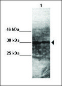 Anti-SRD5A2, (N-terminal) antibody produced in rabbit affinity isolated antibody