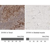 Anti-SYVN1 antibody produced in rabbit Prestige Antibodies&#174; Powered by Atlas Antibodies, affinity isolated antibody, buffered aqueous glycerol solution