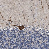 Anti-RINT1 antibody produced in rabbit Prestige Antibodies&#174; Powered by Atlas Antibodies, affinity isolated antibody, buffered aqueous glycerol solution