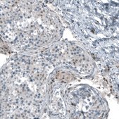 Monoclonal Anti-NR5A1 antibody produced in mouse Prestige Antibodies® Powered by Atlas Antibodies, clone CL9101, purified immunoglobulin, buffered aqueous glycerol solution