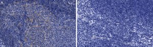 Anti-JAK2 Antibody, clone 1L13 ZooMAb&#174; Rabbit Monoclonal recombinant, expressed in HEK 293 cells