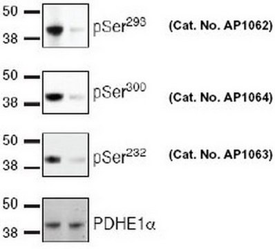 PhosphoDetect Anti-PDH-E1&#945; (pSer&#179;&#8304;&#8304;) Rabbit pAb liquid, Calbiochem&#174;