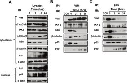 Monoclonal Anti-PSF antibody produced in mouse clone B92, purified from hybridoma cell culture
