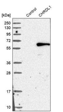 Anti-CHRDL1 antibody produced in rabbit Ab1, Prestige Antibodies® Powered by Atlas Antibodies, affinity isolated antibody, buffered aqueous glycerol solution
