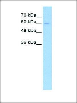Anti-TGFBR2 antibody produced in rabbit IgG fraction of antiserum