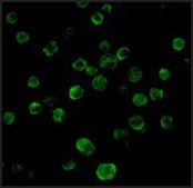 Anti-DR5 antibody produced in rabbit affinity isolated antibody, buffered aqueous solution
