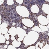 Anti-ELANE antibody produced in rabbit Prestige Antibodies&#174; Powered by Atlas Antibodies, affinity isolated antibody