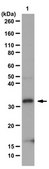 Anti-Monomethyl Histone H1 (Lys26) Antibody from rabbit, purified by affinity chromatography