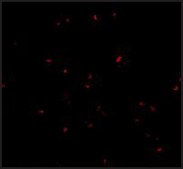Anti-ORAI2 antibody produced in rabbit affinity isolated antibody, buffered aqueous solution