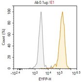 Anti-APN/CD13 Antibody, clone BR2 ZooMAb&#174; Mouse Monoclonal recombinant, expressed in HEK 293 cells