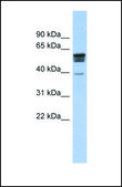 Anti-SPNS2, (N-terminal) antibody produced in rabbit affinity isolated antibody