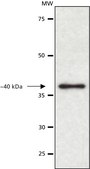 Anti-Paraoxonase 1 (PON1) antibody produced in rabbit ~1&#160;mg/mL, affinity isolated antibody, buffered aqueous solution