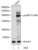 Anti-Phospho-MET-Y1349 antibody produced in rabbit