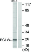 Anti-BCLW antibody produced in rabbit affinity isolated antibody