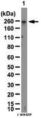 Anti-Notch 1 Antibody, extracellular from rabbit, purified by affinity chromatography