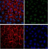 Anti-dimethyl-Histone H3 (Lys4) Antibody, Alexa Fluor&#8482; 488 conjugate from rabbit, ALEXA FLUOR&#8482; 488