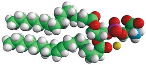 16:0-18:1 PS (POPS) Avanti Research&#8482; - A Croda Brand