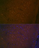 Anti-5HT7 Receptor Antibody, clone 4E6D2, Rabbit Monoclonal