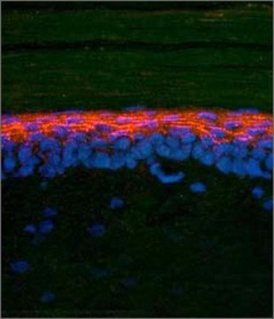 Anti-SMAD2, (N-terminal) antibody produced in rabbit affinity isolated antibody