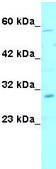Anti-SNAI1 affinity isolated antibody