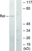 Anti-REL antibody produced in rabbit affinity isolated antibody