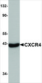 Anti-CXCR4 antibody produced in rabbit IgG fraction of antiserum, buffered aqueous solution