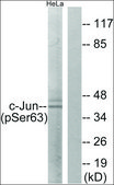 Anti-phospho-c-Jun (pSer63) antibody produced in rabbit affinity isolated antibody