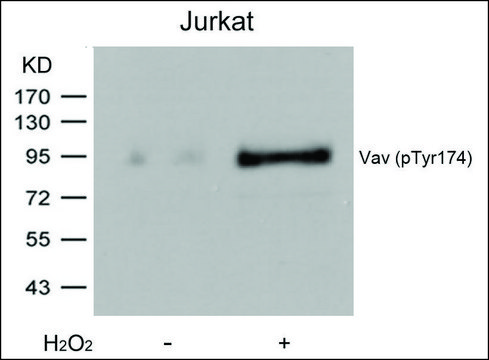 Anti-phospho-VAV1 (pTyr174) antibody produced in rabbit affinity isolated antibody