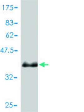 Monoclonal Anti-PSENEN antibody produced in mouse clone 1C12-G5, purified immunoglobulin, buffered aqueous solution