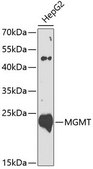 Anti-MGMT antibody produced in rabbit