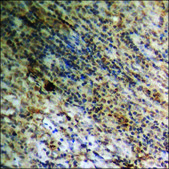 Anti-phospho-PLD1 (pSer561) antibody produced in rabbit affinity isolated antibody