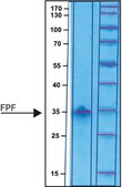 Fibronectin Proteolytic Fragment from human plasma lyophilized powder, 30 kDa