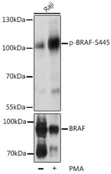 Anti-Phospho-BRAF-S445 antibody produced in rabbit