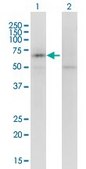 Monoclonal Anti-KCNQ5 antibody produced in mouse clone 2E2, purified immunoglobulin, buffered aqueous solution