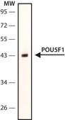 Monoclonal Anti-POU5F1 (Oct4) antibody produced in mouse ~1.0&#160;mg/mL, clone PF-29, purified immunoglobulin, buffered aqueous solution