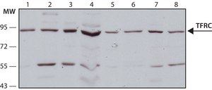 Anti-TFRC antibody produced in rabbit ~1.0 mg/mL, affinity isolated antibody